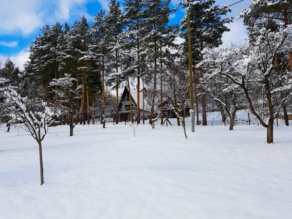 Kar Şort Eski Bir Içinde Belgili Tanımlık Geçmiş Güzel Ağaçları — Stok fotoğraf