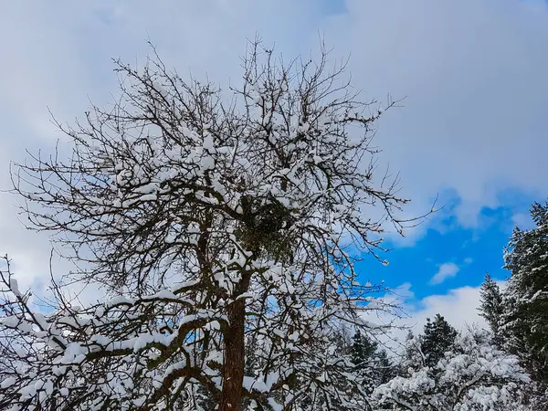 나무와 아름 다운 눈이 하루 사이 오래 된 집 — 스톡 사진