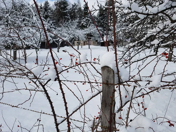 Снігові Покриті Стовбури Старий Будинок Задньому Плані Красивими Деревами — стокове фото