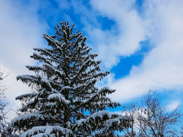 Bir büyük eski güzel çam ağacı ile açık bir gökyüzü — Stok fotoğraf