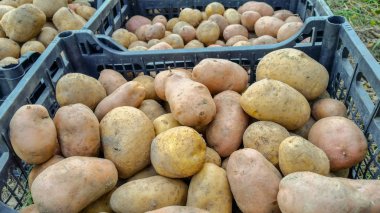 alanında taze organik patates.