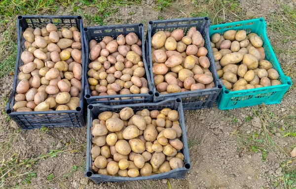 Verse biologische aardappelen in het veld. — Stockfoto