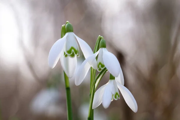 Snowdrops Depths Forest — Stock Photo, Image