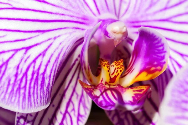 Orquídeas Coloridas Jardim Flores — Fotografia de Stock