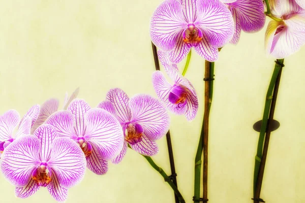 Orchidées Colorées Jardin Fleurs — Photo
