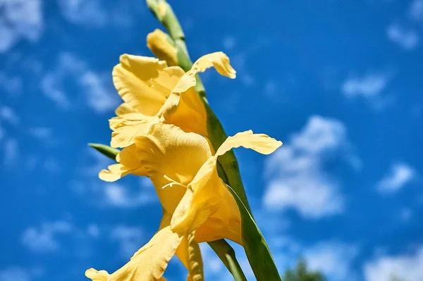 Hermosas Flores Del Jardín —  Fotos de Stock