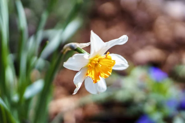 Hermosas Flores Del Jardín —  Fotos de Stock