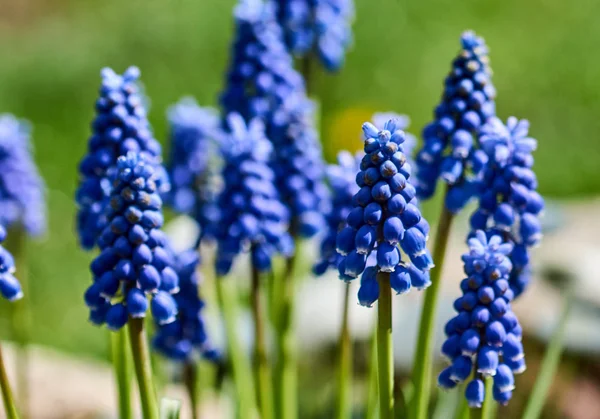 stock image Beautiful flowers from the garden