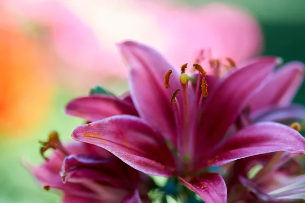 Hermosas Flores Del Jardín —  Fotos de Stock