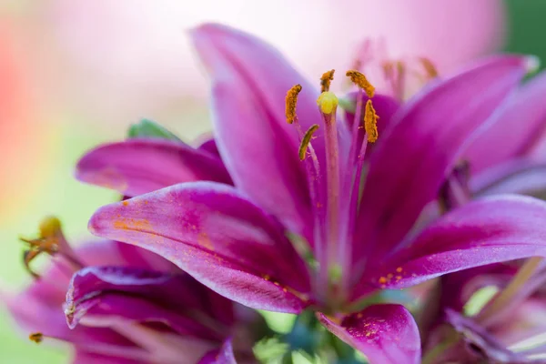 Hermosas Flores Del Jardín —  Fotos de Stock