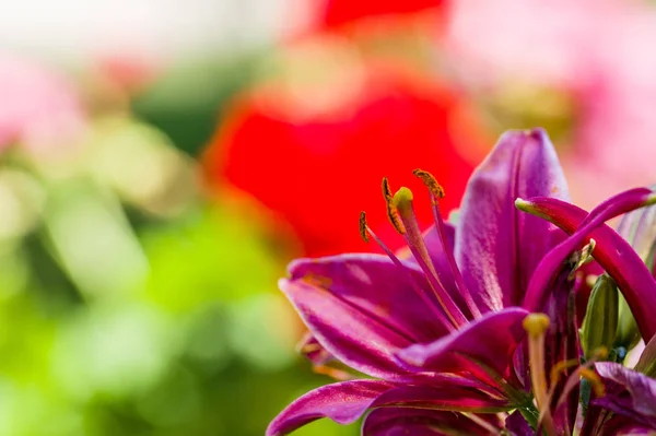 Hermosas Flores Del Jardín —  Fotos de Stock