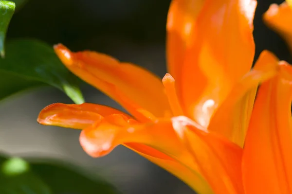 Hermosas Flores Del Jardín —  Fotos de Stock