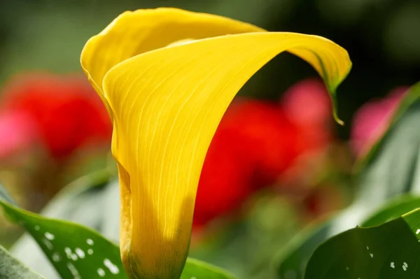 庭から美しい花 — ストック写真