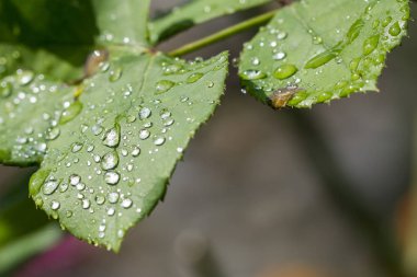 Bahçeden güzel çiçekler
