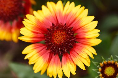 Bahçeden güzel çiçekler