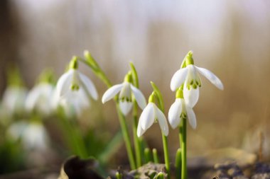 Kardelen ormanın derinliklerinde