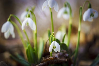 Kardelen ormanın derinliklerinde