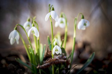 Kardelen ormanın derinliklerinde