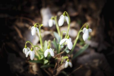 Kardelen ormanın derinliklerinde