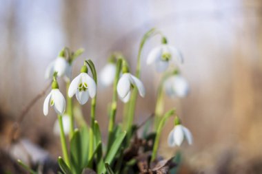 Kardelen ormanın derinliklerinde
