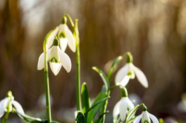 Kardelen ormanın derinliklerinde