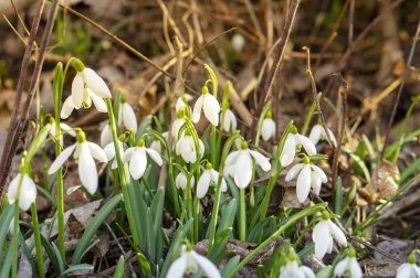 Kardelen ormanın derinliklerinde