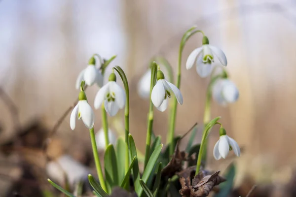 Snowdrops Depths Forest — Stock Photo, Image