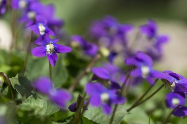 Bahçeden mavi menekşe