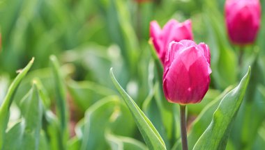 Bahçeden güzel çiçekler