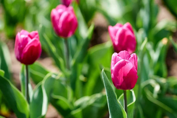 Hermosas Flores Del Jardín —  Fotos de Stock