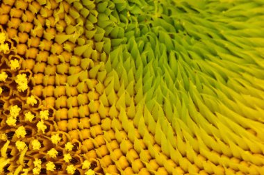    En güzel ürün. Ayçiçeği                            