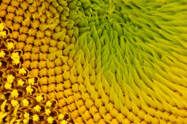    En güzel ürün. Ayçiçeği                            