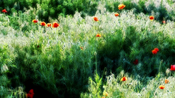 森や野原の花 ポピー — ストック写真