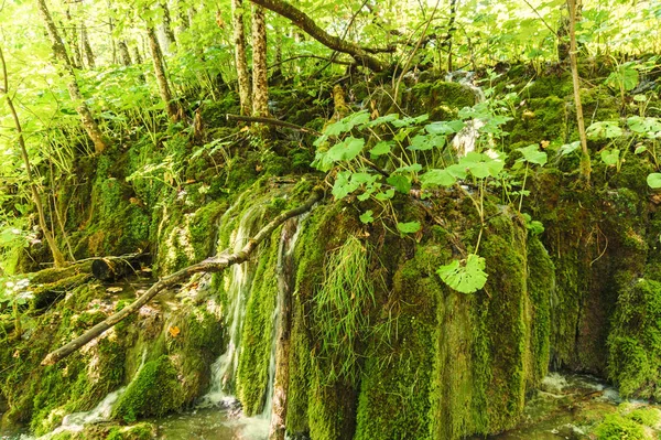 Güzel doğa. Plitvice harikaları.