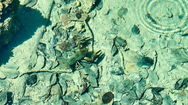 Güzel doğa. Plitvice harikaları.