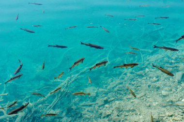 Güzel doğa. Plitvice harikaları.