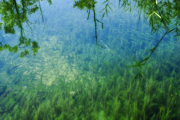 Güzel doğa. Plitvice harikaları.