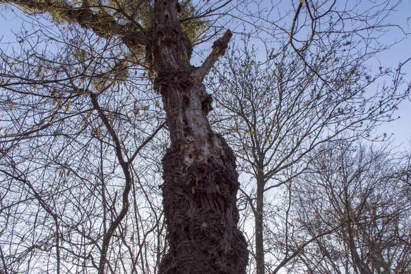 Naturfotos Aus Dem Szigetkoz Ungarn — Stockfoto