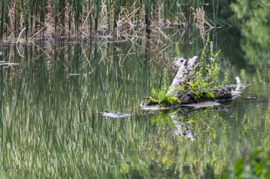 Doğa fotoğrafları Szigetkoz Macaristan üzerinden alınan