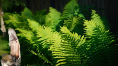 Ormanda yeşil eğrelti otu