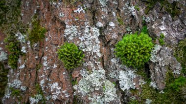 yeşil yosun bahar ormandaki yaşlı ağaç üzerinde. Seçici odak