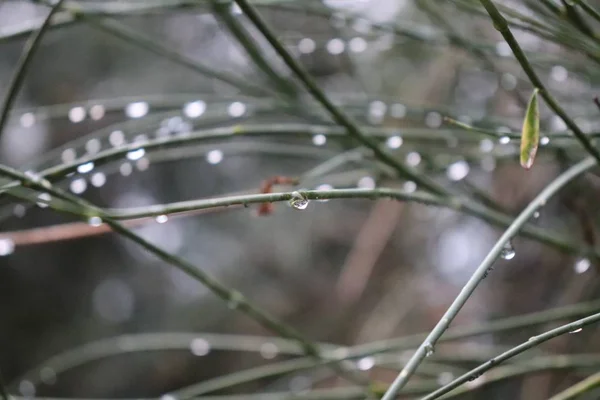 Gotas de lluvia en las ramas despus de una tormenta en el bosque