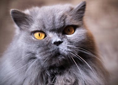 Eski İngiliz kedi özenli bakışları ile portresi