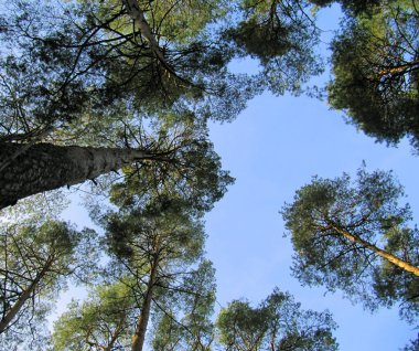Ağaçların tepeleri mavi gökyüzüne karşı
