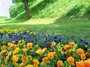 Arka plan ağaç bir tepenin üzerinde Hercai Menekşe