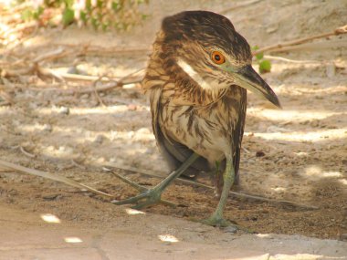 Güneşli bir günde gölgede duran vahşi kuş, yakın çekim