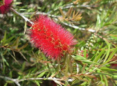 Japon kırmızı akçaağaç parlak güzel çiçek, yakın çekim
