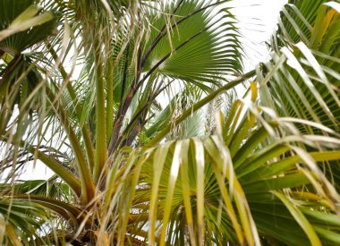 Güzel yeşil canlı palmiye yaprakları, bulanık arka plan