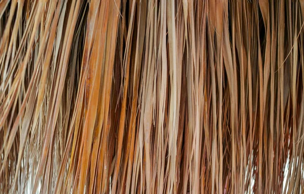 Foglie di palma secche, texture di sfondo, sfondo naturale — Foto Stock