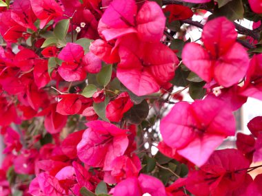 Pembe çiçekli begonviller çalısı, yakın çekim, doğal arka plan